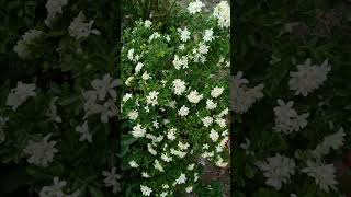 ஆஹா! கொள்ளை அழகு - மது காமினி: செடி முழுக்க பூக்கள் - Full Bloom: Madhu Kamini Flowers