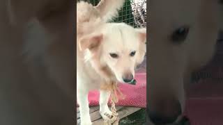 എന്തെങ്കിലും ഒന്ന് കൊണ്ട് വാ#funnyvideo#funnycatvideo#animallover#catfunny#funnypets#funnycomedy#cat