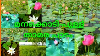 Pullu Thrissur/മനക്കൊടി പുള്ള് താമരപ്പാടം/Beauty Of Thrissur/Pullu Padam/Travel Vlog /Tourist Place