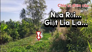 Chia sẻ điểm câu/Cá nhiều mà ko quay video hết Điểm câu giật mỏi tay luôn