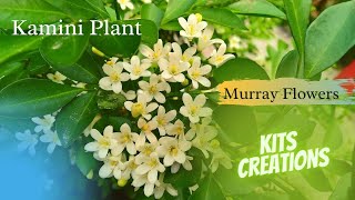 Kamini Plant || Favourite Plant Of My Garden || Murray Flowers || #kitscreations