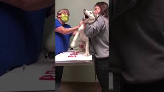 Husky Reaction After Getting Flu Shot. #husky #dog #shorts