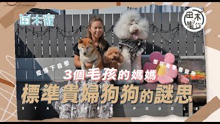 三個毛孩的媽媽 為你拆解標準貴婦犬的謎思丨田木・寵