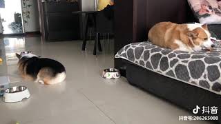 two corgi quarrel 柯基吵架