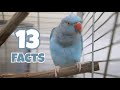 13 Cool Indian Ringneck Facts