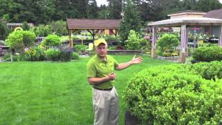 Landscaping Ideas - Deer Resistant Green Mountain Boxwood