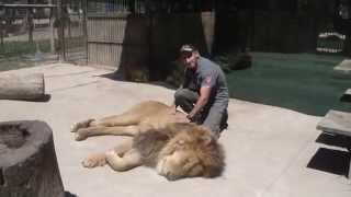 מפגש עם אריה בגן החיות לוחן בארגנטינה  Meeting with Lion- Zoo luchan in Argentina HD