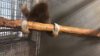 Monkey Spinning on Branch