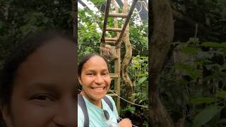 En el santuario de perezosos 🦥 de Selvatura Park en Monteverde #costarica #sloth