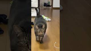 寂しくて毛布持ってきた猫 #巨大猫 #猫動画 #キジトラ