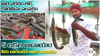 కొరమీను చేపల సాగు తో లక్షల్లో ఆదాయం | Korameenu Fish Buy Back Farming | AgriTech Telugu