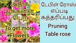 அதிக பூக்களை பெற டேபிள் ரோஸ் கத்தரிப்பது எப்படி | Prune Table rose to get more Flowers tips \u0026 tricks