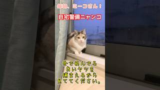 【三毛猫】雪にも対応する自宅警備員ニャンコ #毎朝ミーコさん