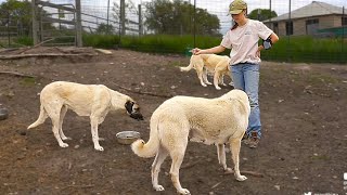 Maya feeds the doggos and goaties at the farm