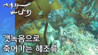 친근한 해조류 미역\u0026갯녹음(바다사막화)로 사라져가는 해조류-옥영수의 해조류 이야기③[어영차바다야]