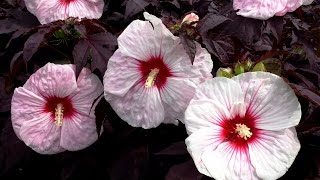 Best Perennials - Hibiscus 'Kopper King' (Rose Mallow)