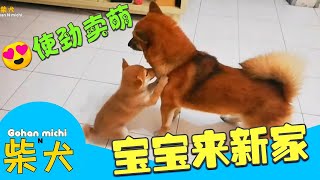 柴犬宝宝来新家 使劲要跟家里大狗混熟  之后日子吃香吃辣就要看本领