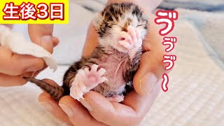 鼻からミルクを出して苦しむ生後３日の赤ちゃん子猫。【保護猫】