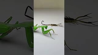 Scorpion vs Big Mantis #insects #mantis #scorpion