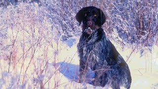 The German Wirehaired Pointer - A Loyal and Versatile Breed