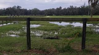 Gator Fight