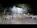 Lion Family in a Village near Gir Forest, Gujarat