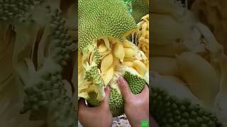 See and feel the unique way of harvesting and eating it.