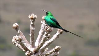 Kolibri Black Sunbirds Ijoan Leptocoma Sericea