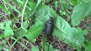 Fuzáč hrubý - Prionus coriarius - Tesařík piluna - Sägebock - Tanner beetle - Прион - Leder boktor