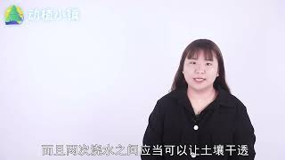 多肉黑腐的原因是什么