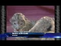 wtvy news 4 this morning june 3rd 2013 white lion cubs in china