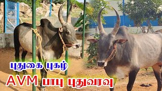 கோவில்பட்டி AVM பாபு புதுவரவு || புதுக்கோட்டை புகழ் அண்ணன் AVM பாபு