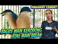 BAGUS DI KERODONG ATAU DI ABLAK ⁉️ BEGINI CARA MERAWAT CENDET