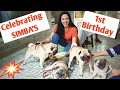 Simba's Pug Party on Bday| Cute & Funny Video 🐾🐶