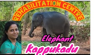 kottur elephant rehabilitisaton centre | കോട്ടൂർ ആന വളർത്തൽ കേന്ദ്രം | NBS Nature Tech