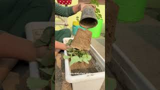 Let’s grow strawberries at home, the easy way!