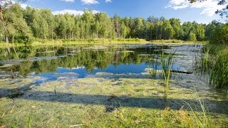 RUSSIAN NATURE - SWAMPS OF RUSSIA