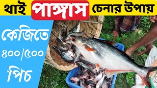 থাই পাঙ্গাস মাছের পোনার দাম | থাই পাঙ্গাস চেনার উপায় | pangas maser pona