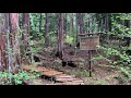 【4k】赤沢自然休養林　新緑の始まり akasawa natural recreation forest the season of fresh green.