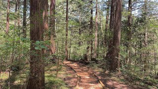 【4k】赤沢自然休養林　新緑の始まり Akasawa Natural Recreation Forest  The season of fresh green.