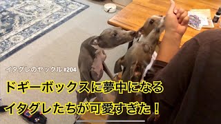 今回はお友達と一緒にドギボーを開封しました！【Doggy Box 7月号】Italian Greyhound