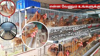 🐓ஒரு கோழி வேணுமா🐓 இல்ல 100 கோழி வேணுமா 🥚 கறி 🐓எல்லாம் ஒரே பண்ணையில்🌿#trending