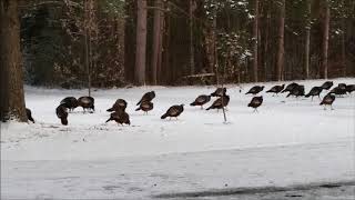 Wild Turkeys. In The Yard. The flock is really growing.