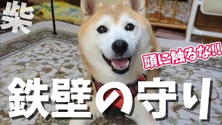 ふもふも頭を触らせてくれない柴犬