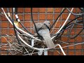 202205 【珠頸斑鳩育雛】孵蛋中＠第四台cable線上的巢／spotted dove nest：hatching