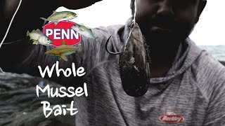 Whole Mussel bait