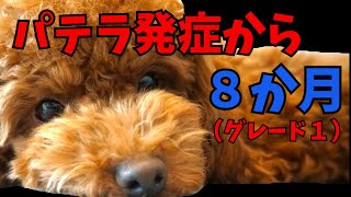 パテラを手術しなかった結果｜病院漬けの１日【トイプードルのビビ】