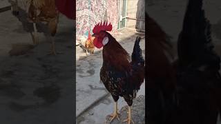 Adorable Rooster Crowing Sounds | Amazing Rooster Crowing Loudly | shorts🐓💕