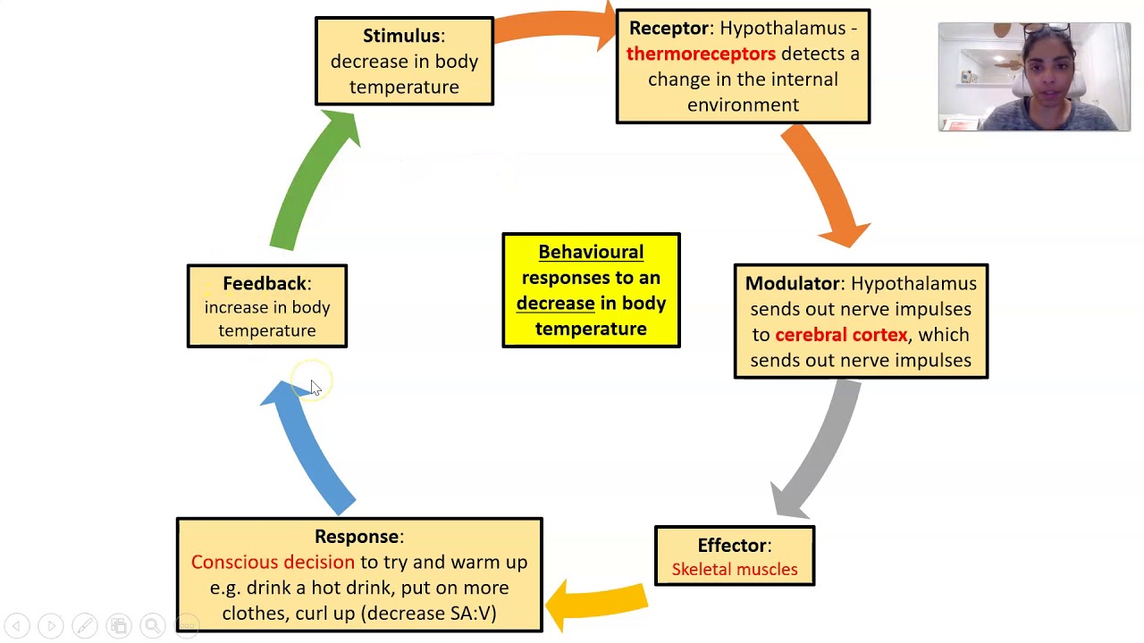 Human Homeostasis Diagram