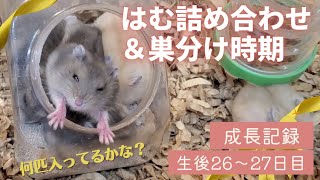 ＼生後26～27日／はむ詰め合わせ＆巣分けの時期について【ジャンガリアンハムスター】